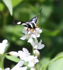 Maybe you would like to learn more about one of these? Eight Spotted Forester Eye On Nature