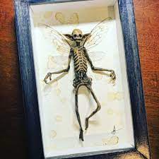3D Cursed Items-Dead Fairy Shadow Box Taxidermy Spooky Elf Specimen  Halloween Decorative Statue Picture Frames Display Painting - AliExpress