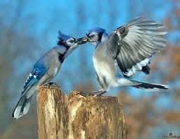 Birds That Look Like Blue Jays But Are Black Hey Give Me That Back Blue Jay Blue Jay Bird Flying Bird Tattoo