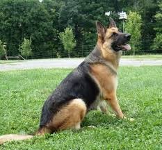 German shepherd colors black & tan. Different Types Of German Shepherds Dogexpress