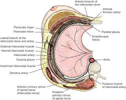 A complete review of the left lateral chest. Anatomy Of The Breast Axilla Chest Wall And Related Metastatic Sites Sciencedirect