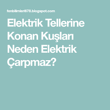Elektrik Tellerine Konan Kuslari Neden Elektrik Carpmaz Elektrik Kus