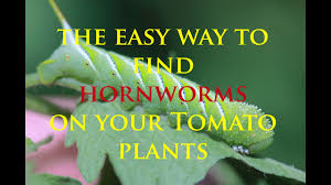 Hornworms will quickly devour plants in your yard if left to feast. Easy Way To Find Hornworms On Your Tomato Plants Youtube