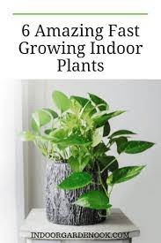 19 Amazing Fast Growing Indoor Plants Pics Faq Indoor Plants Low Light Fast Growing Plants Fast Growing Vines