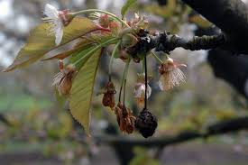 Leaves are all drooping, turning yellow and falling off.i have no idea what to do with it! Cherry Prunus Spp Brown Rot Blossom Blight And Fruit Rot Pacific Northwest Pest Management Handbooks