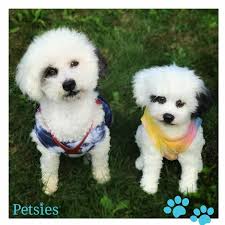 Each very huggable and incredibly detailed personalized. Petsies Custom Stuffed Animals Of Pets Budsies