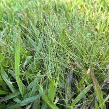 Image result for Eleocharis retroflexa