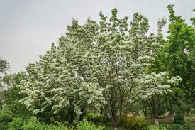 Image result for Chionanthus