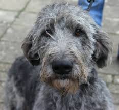 These shaggy coated hybrids are prized for their kind and sometimes lazy nature which makes them great companions for those who prefer a quiet lifestyle. Irish Wolfhound X Grosspudel Artlaender Wolfspudels Webseite
