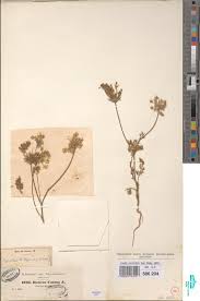 Image result for Cleome schimperi