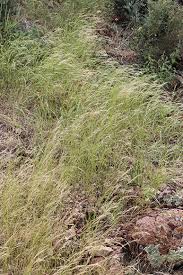 Image result for Aristida canescens