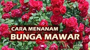 Pokok bunga mawar atau ros merupakan sejenis tumbuhan berbunga yang sering di tanam sebagai pokok hiasan. Cara Benar Menanam Bunga Mawar Kutanam