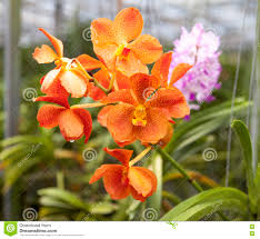 Einzigartige vielfalt in europa mit 1000 verschiedenen orchideenarten und. Schone Niederlassung Von Orange Blumen Von Orchideen Orchideen Garten Thailand Phuket Stockbild Bild Von Purpurrot Garten 82071367