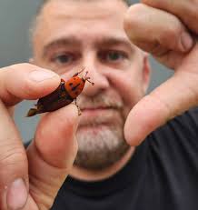 Philadelphus hirsutus"