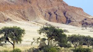 Plants of the namib desert include: Plants In The Namib Desert Kew