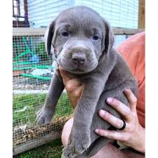 Maybe you would like to learn more about one of these? 3 Akc Charcoal Female With Silver Female Lab Puppies For Sale In Richmond Virginia Puppies For Sale Near Me