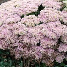 This sedum sports deep burgundy to almost black foliage, and it has a strong upright growth habit. Sedum Crystal Pink Terra Nova Nurseries Inc