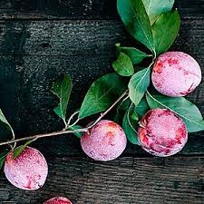 Check spelling or type a new query. Best Homegrown Stone Fruit Trees Fruit Trees Trees To Plant Planting Guide
