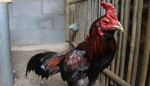 4 Jenis Ayam Pama Iq Original Mangon Mathai Gostan Makhoy