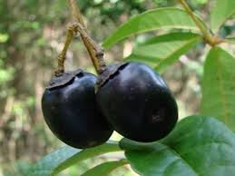 Image result for Vitex doniana