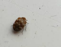 A tiny brown bug is an umbrella term for a couple of insects that might be living between your walls. Getting Rid Of Small Brown Flying Bugs Thriftyfun