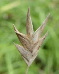 Image result for Bulbostylis macra