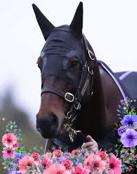 Pin On Thoroughbred Racing