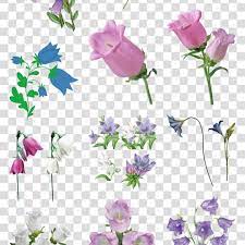 牵牛花图片矮牛花morning glory picture dwarf hd images image pictures