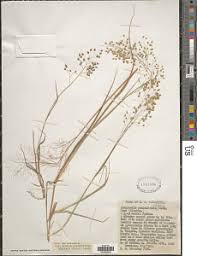 Image result for Eragrostis paniciformis