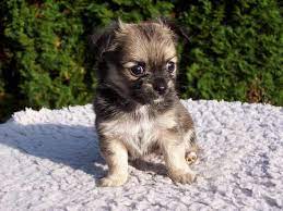 Puppies could resemble a tinier shih tzu with a shorter coat or a larger chihuahua with long, flowing tresses. 15 Things You Should Know Before Getting A Chihuahua Shih Tzu Mix Your Dog Advisor