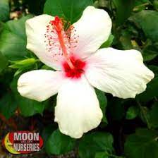 White hibiscus plant near me. White Hibiscus Shrubs Moon Valley Nurseries