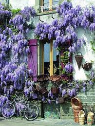 Pin By Michael Tomczak On Beauty Filled Places And Dreams Xo Wisteria Beautiful Places Purple