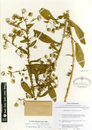 Image result for Laggera crispata