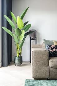 Plant Potted Plant Living Room Decoration Living Room Potted Plant Interior Decoration Indoor Plants Ind Plant Decor Indoor House Plants Decor Plant Decor