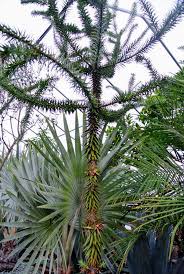 If you want to know about when propagating monkey tail cactus from cuttings, cut a. My Growing Tropical Plant Collection The Martha Stewart Blog