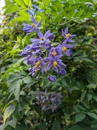 Image result for Solanum
