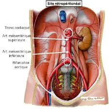 Science Infographic Organes Retroperitoneaux Infographicnow Com Your Number One Source For Daily Infographics Visual Creativity Human Body Systems Body Systems Human Body Anatomy