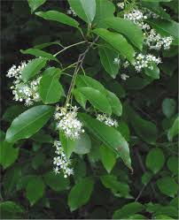 A guide to tree identification. Prunus Serotina Wikipedia