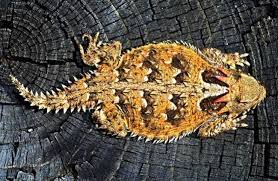 Horny Toad Description Habitat Image Diet And Interesting Facts