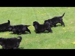Some newfoundland puppies for sale may be shipped worldwide and include crate and veterinarian checkup. Grey Newfoundland Puppy For Sale 07 2021