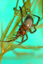 The larger body size of males is attributed to their tendency toward. Top 10 Coolest Spiders