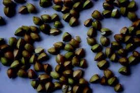 Bulgarian, chinese, czech, danish, dutch, estonian, finnish, german, greek, hungarian, italian. Fagopyrum Esculentum Springerlink