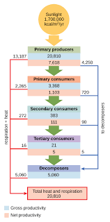 Energy Flow Through Ecosystems Biology For Majors Ii