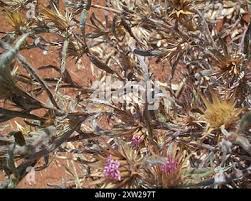 Image result for Dicoma tomentosa