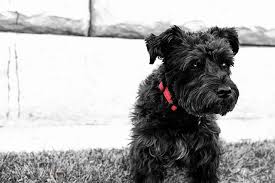 Black And White Miniature Schnauzer Oliver Black White Red White Miniature Schnauzer Black Schnauzer Miniature Schnauzer