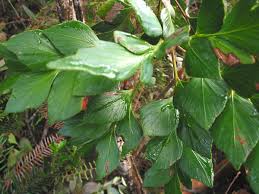 Image result for Phyllocladus