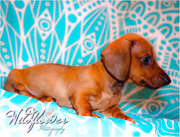 He is a small dog who Blue Miniature Dachshund Puppies For Sale In Nc