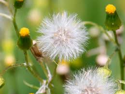 We did not find results for: What Is A Garden Weed And What Is Not Lovethegarden
