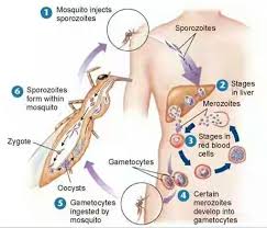 Human malaria includes the species. Plasmodium An Intracellular Parasite Causing Malaria In Man Part 1 Steemit