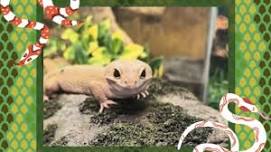 Reptile Friends with Bella G.